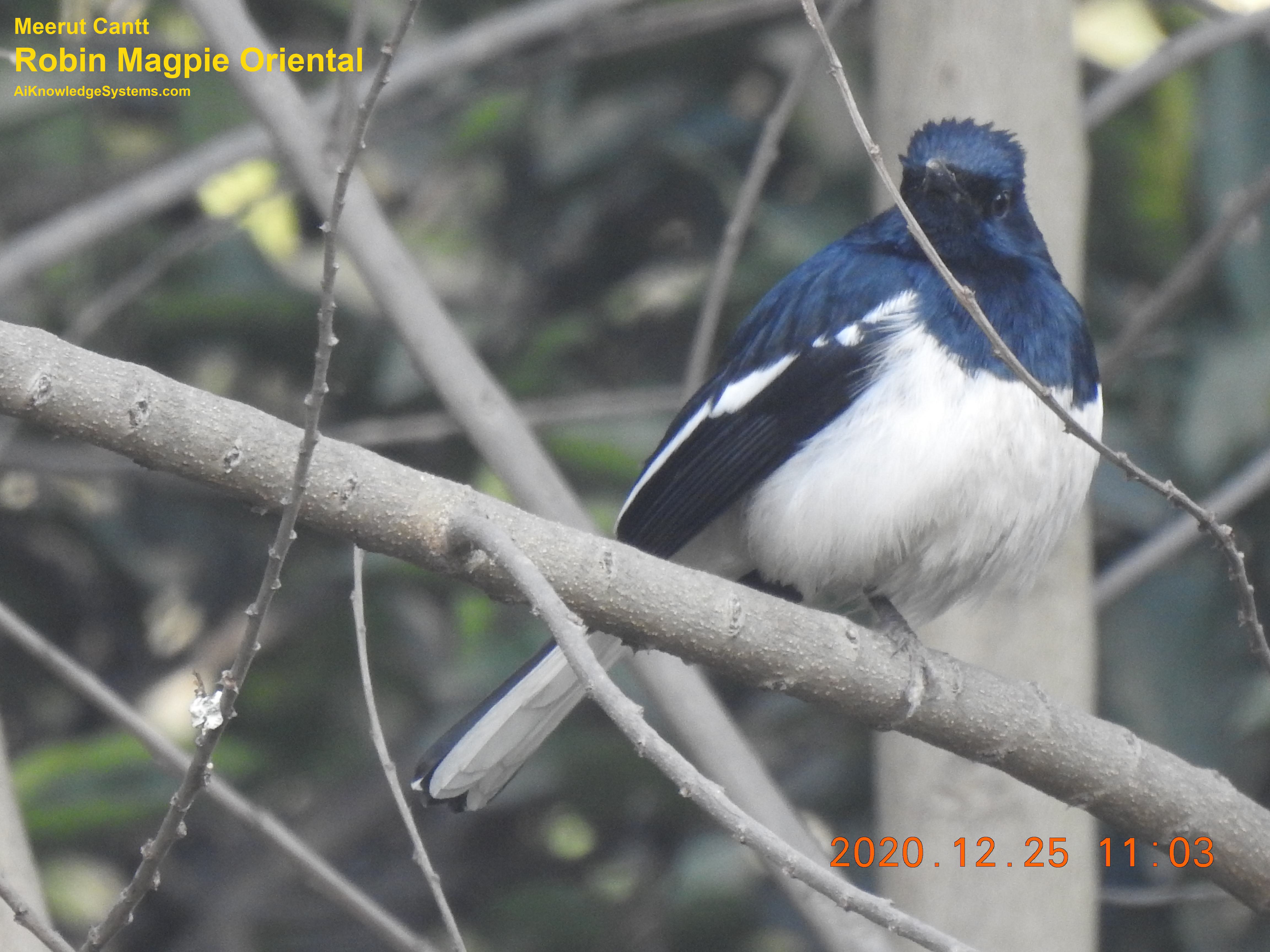 Magpie Robin (34) Coming Soon